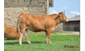 EDAKKYA - Limousin